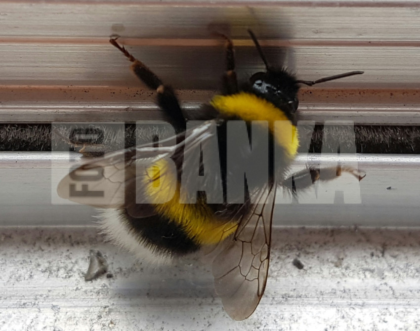 Buff-tailed bumblebee