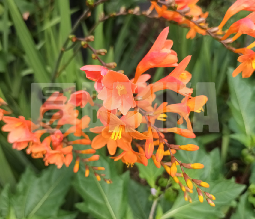 Orange gladioli
