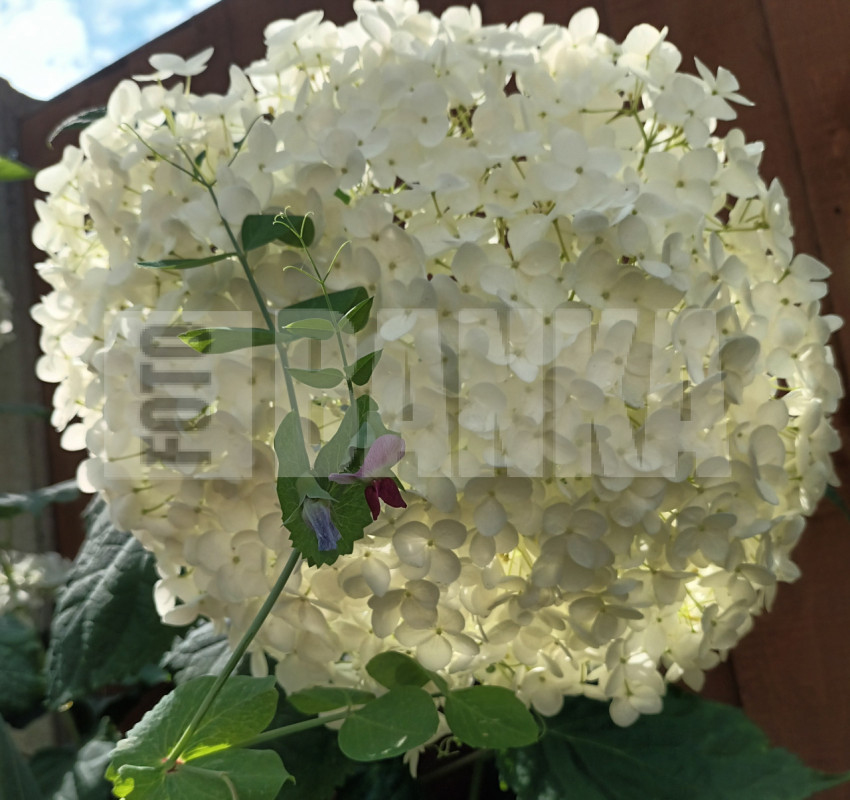 White snow summer flower