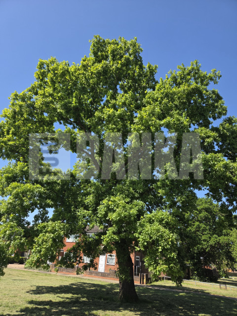 Oak