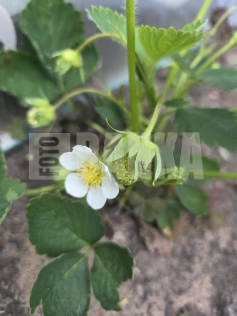 Strawberry with ants
