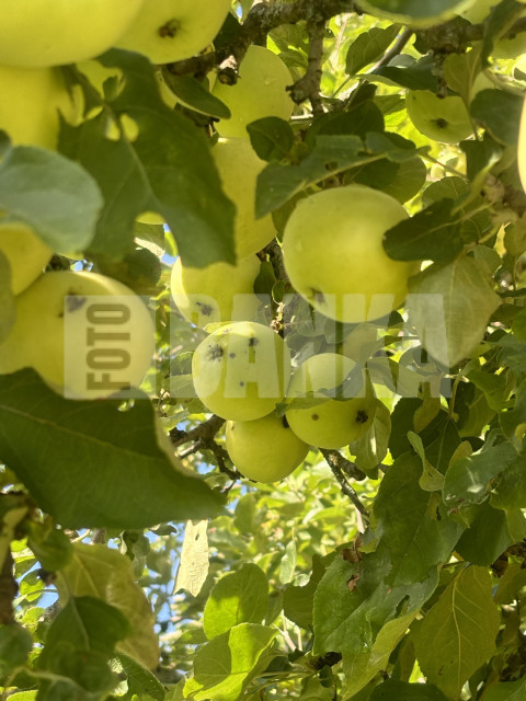 IMG 0660