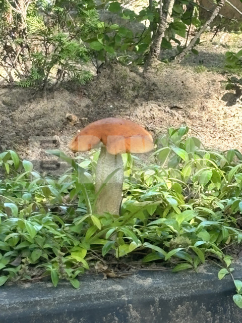 IMG 0702