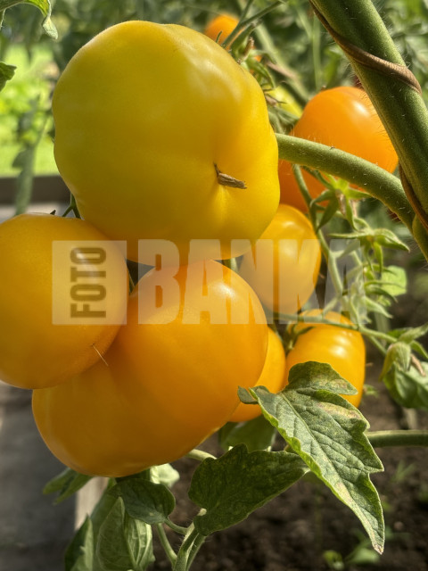 IMG 0649