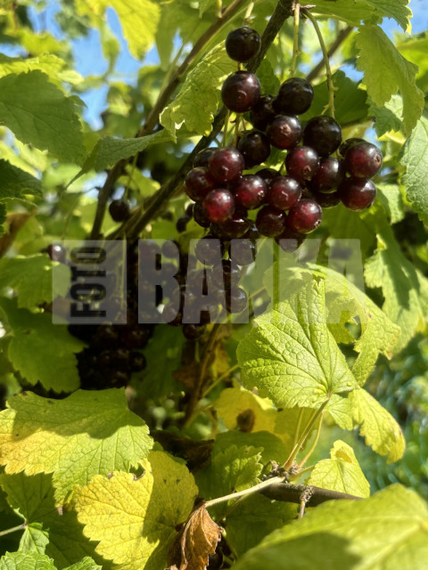 IMG 0643