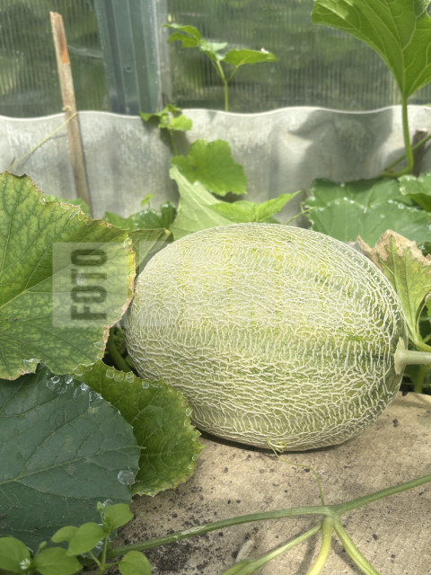 IMG 0646