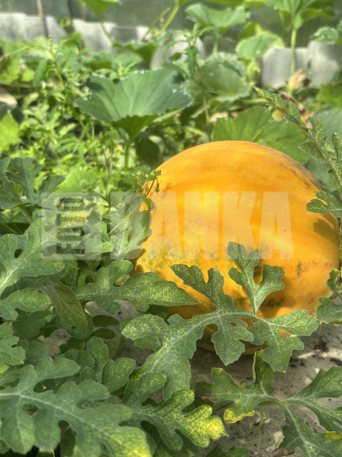 IMG 0645