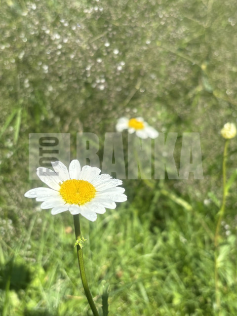 IMG 0636