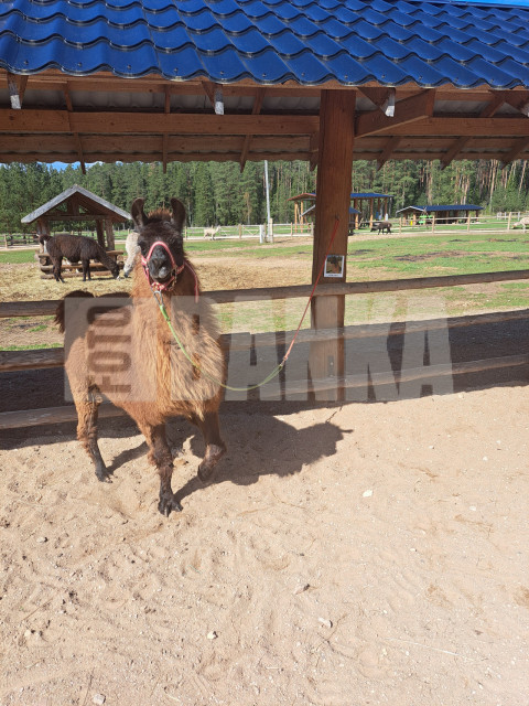 1000051167
