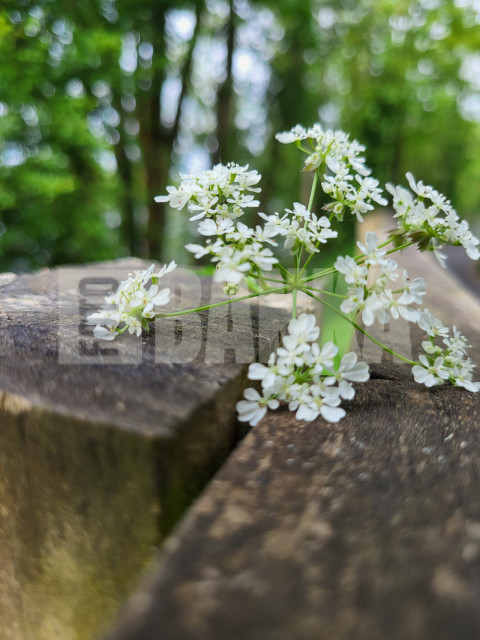 Mid summer