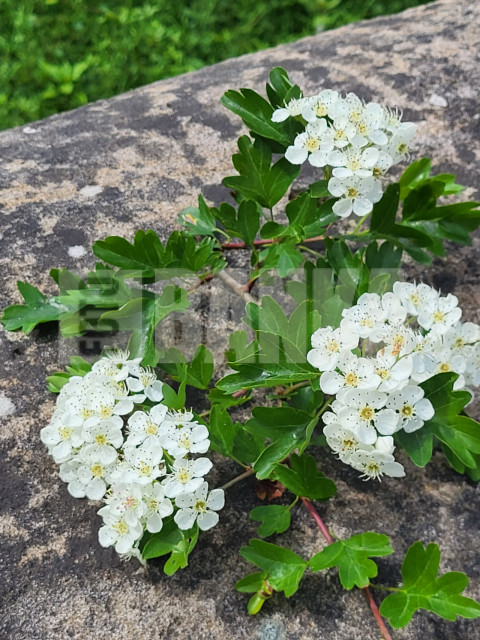 Common hawthorn