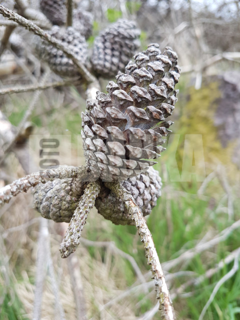 Pine cone
