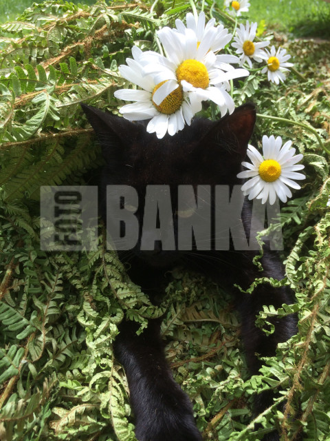 Cat in midsummer