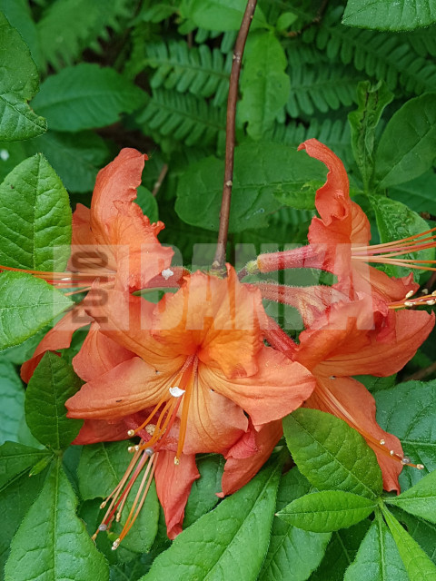 Flame azalea