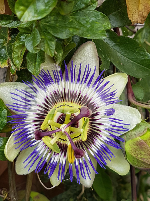 Passiflora caerulea
