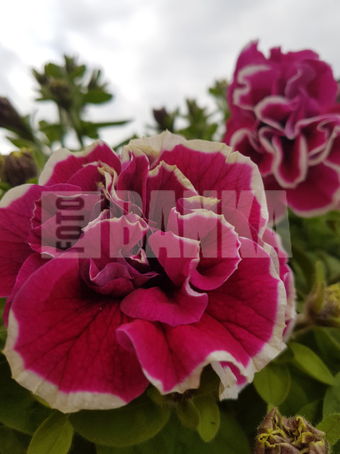 Petunia