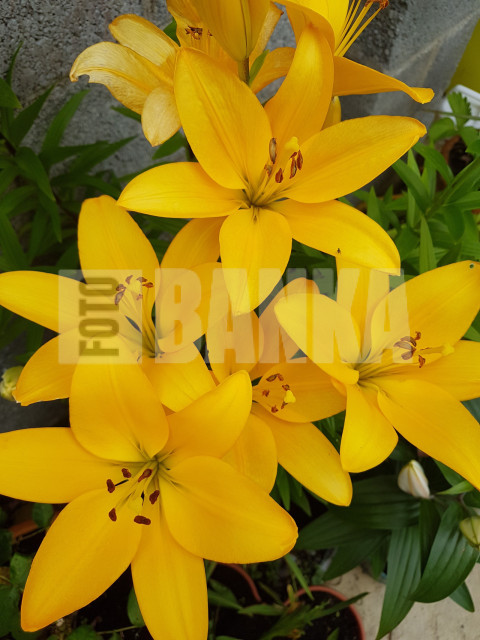 Easter lily