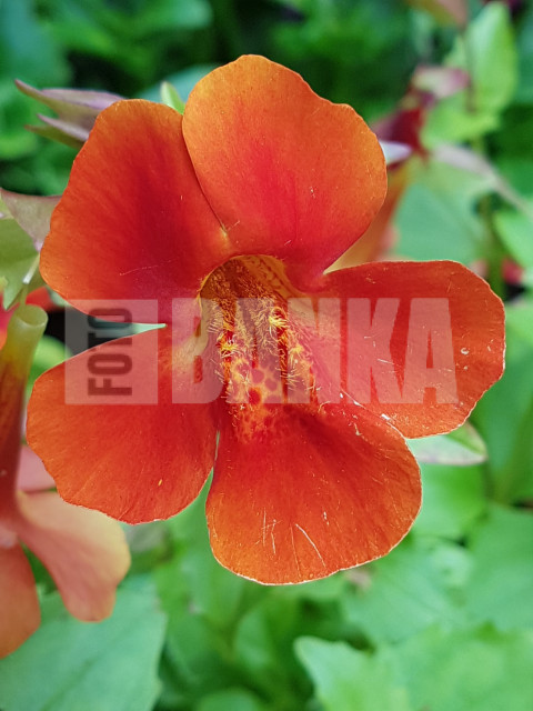 Scarlet monkeyflower
