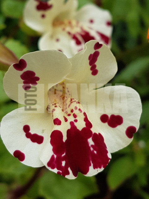 Monkeyflowers