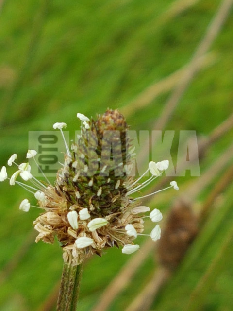 Ribwort Plantain