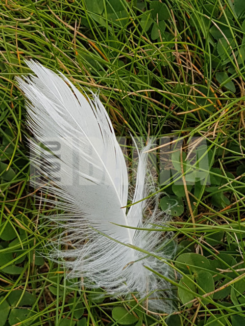 Feather