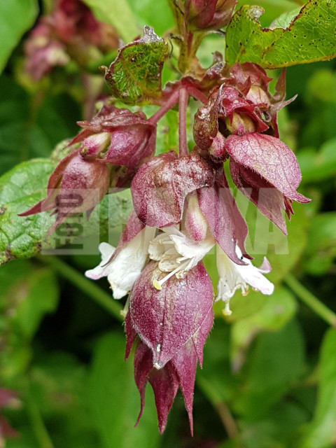 Himalayan honeysuckle