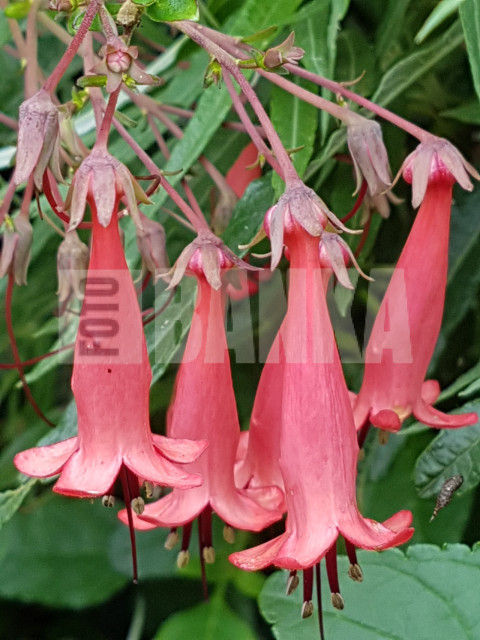 Cape Fuchsia