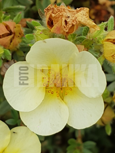 Potentilla fruticosa