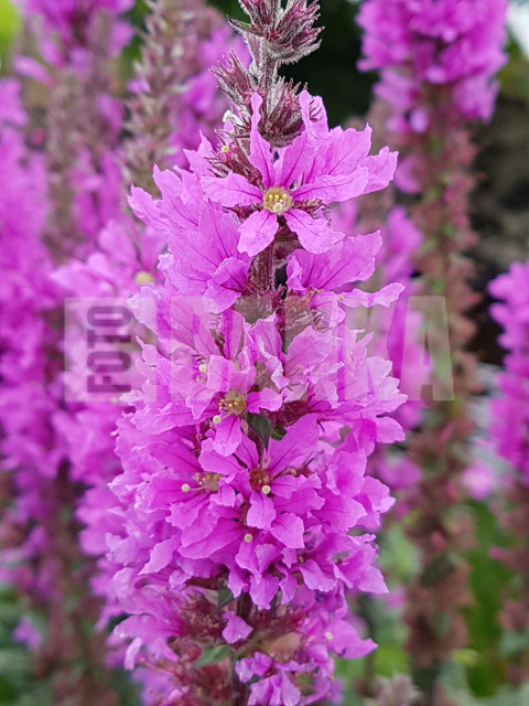 Purple loosestrife