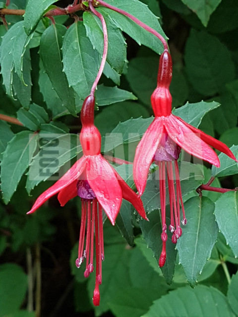 Hardy fuchsia