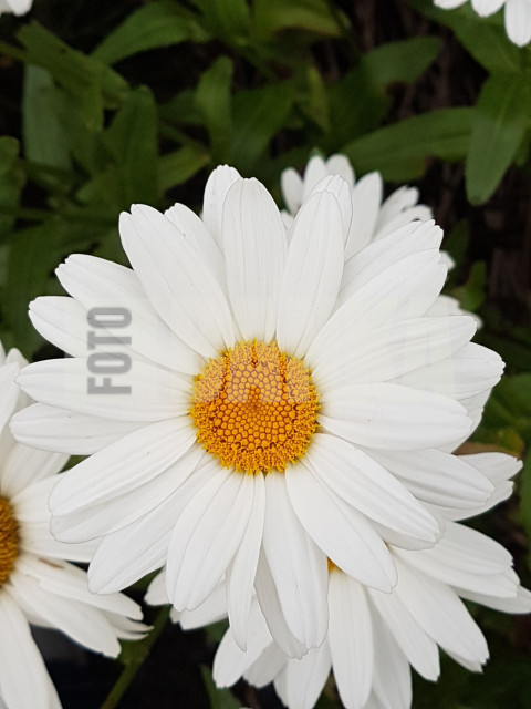 Common daisy