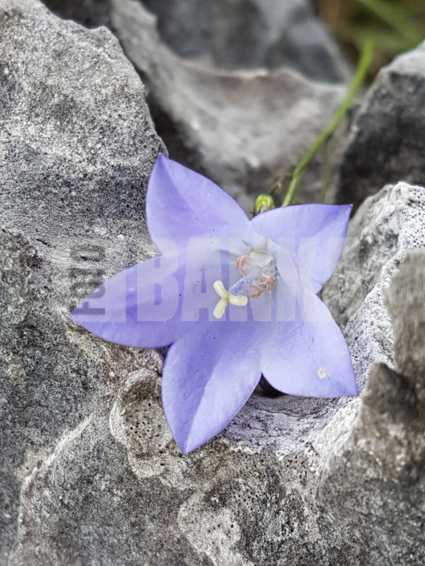 Harebell