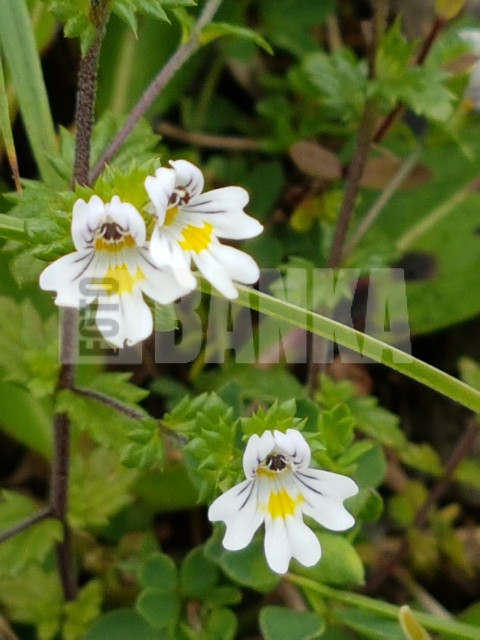 Euphrasia officinalis