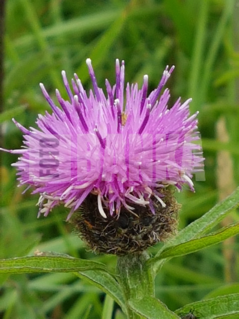 Centaurea nigra