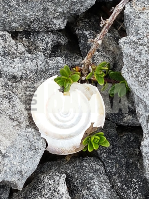 Snail house
