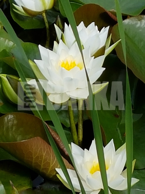 Nymphaea candida