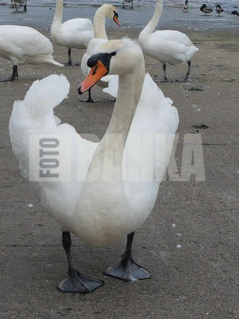 Swan