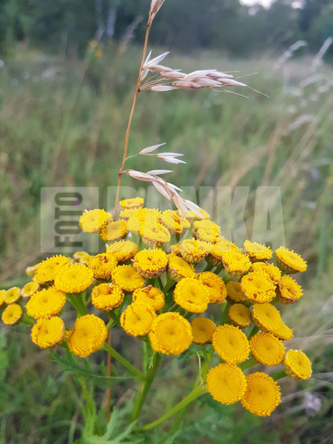 Tansy