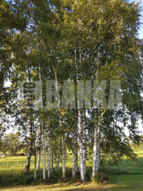 Betula pendula