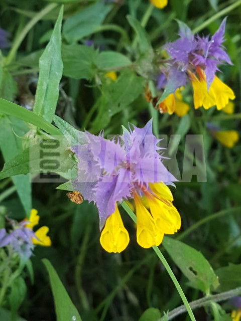 Melampyrum nemorosum