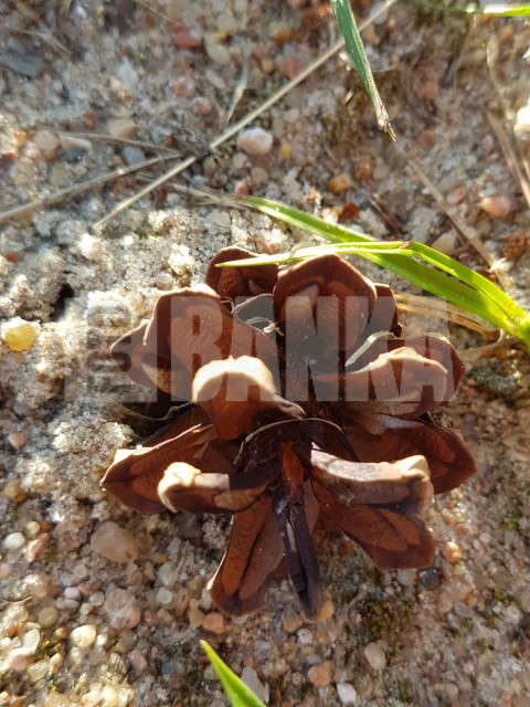 Conifer cone
