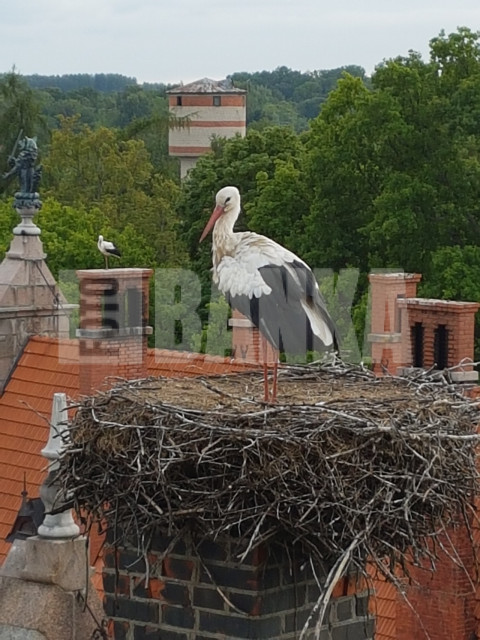 White stork