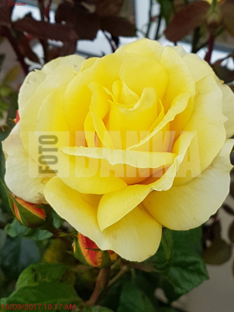Rosa 'Sunsprite'