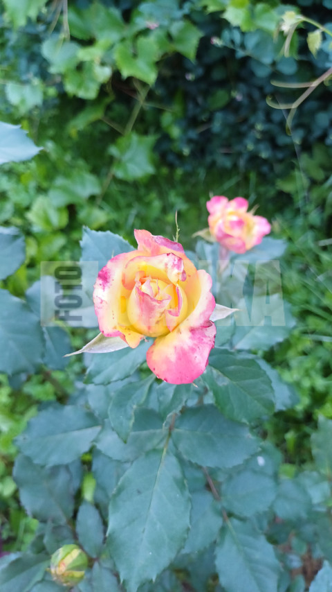 IMG 20240709 WA0022