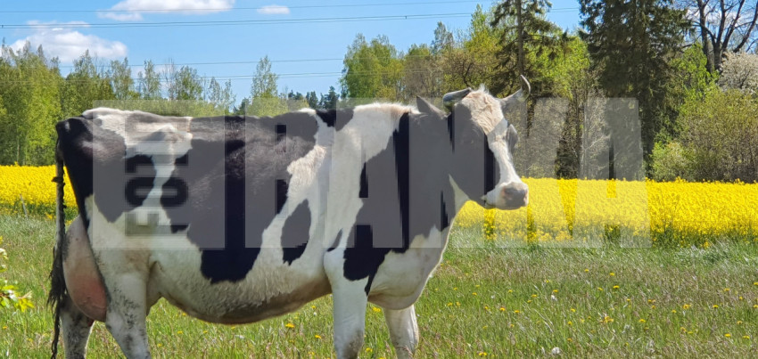 Gotiņa