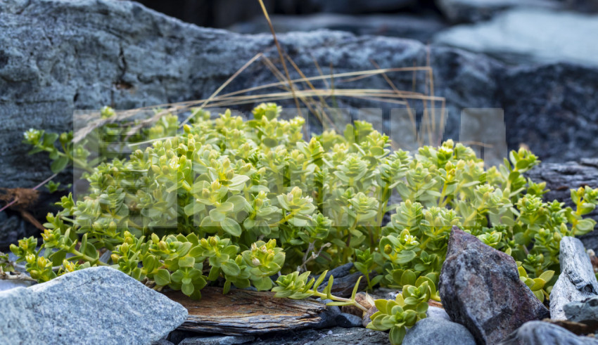 Flowers among the rocks in Norway