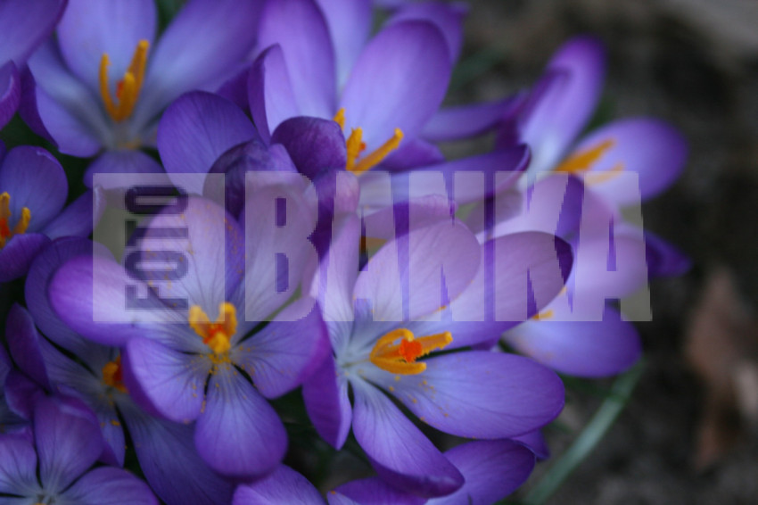 1000004772