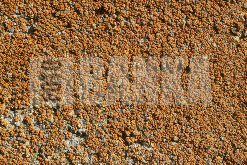 1000004774