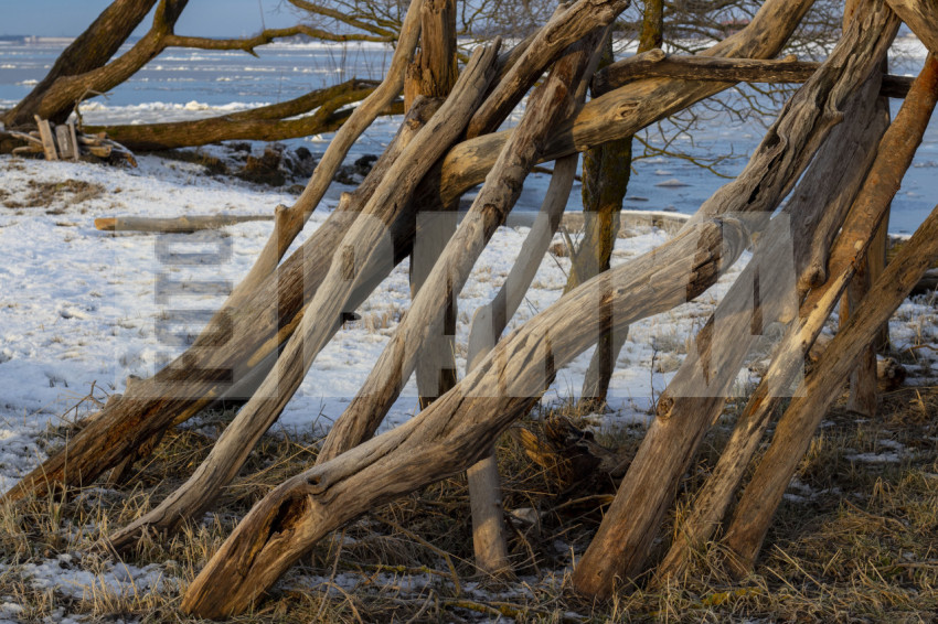 Dry old trees on the river bank in winter