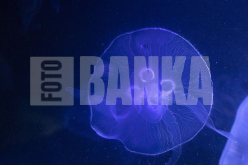 Aurelia aurita, moon jellyfish, moon jelly